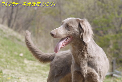 O@摜