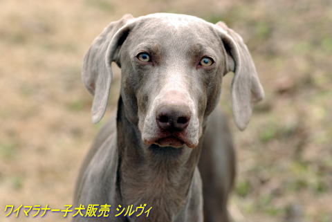 V[g@摜