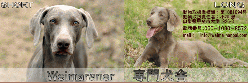 ワイマラナー子犬販売 シルヴィ
